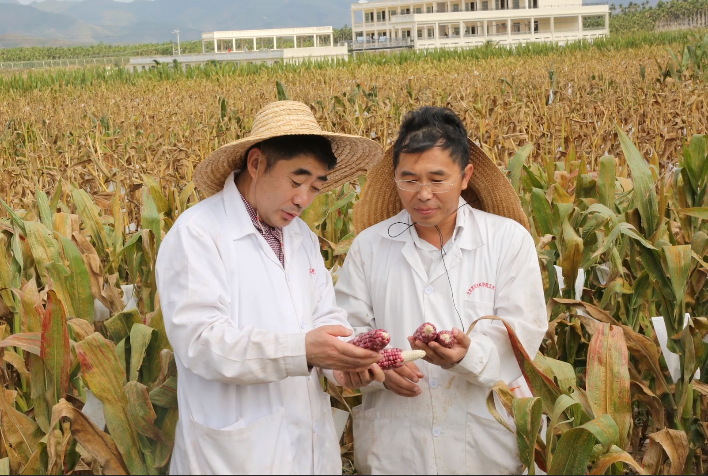 “玉米团长”不简单！