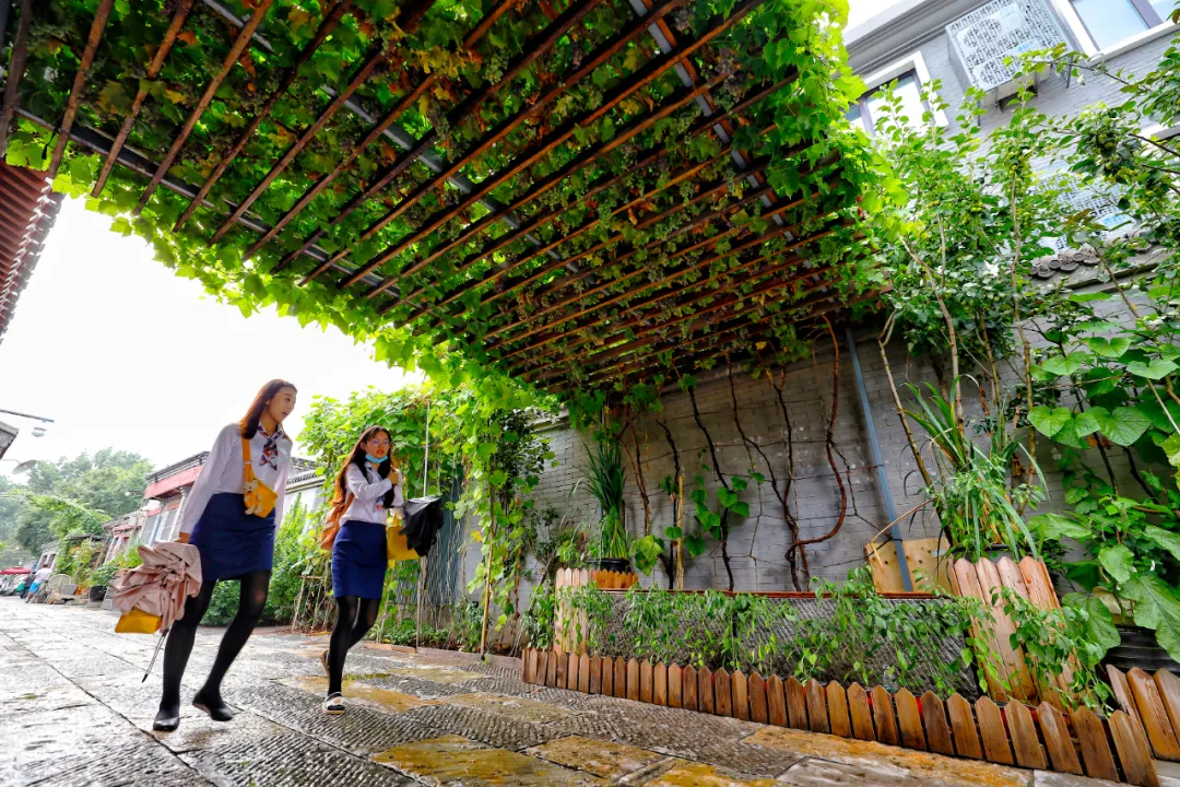 爱我东城 | 京味儿胡同里的“精致”生活