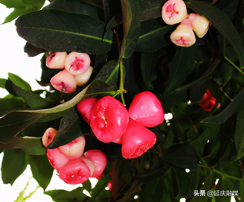 给你美艳暴击，延庆妫州牡丹园牡丹盛放！