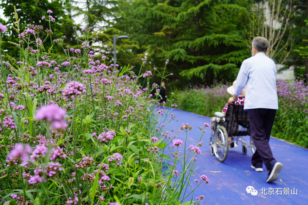京西五里坨“花海中的遗址”公园开工在即！石景山推动“园林绿化”向“生态建设”升级