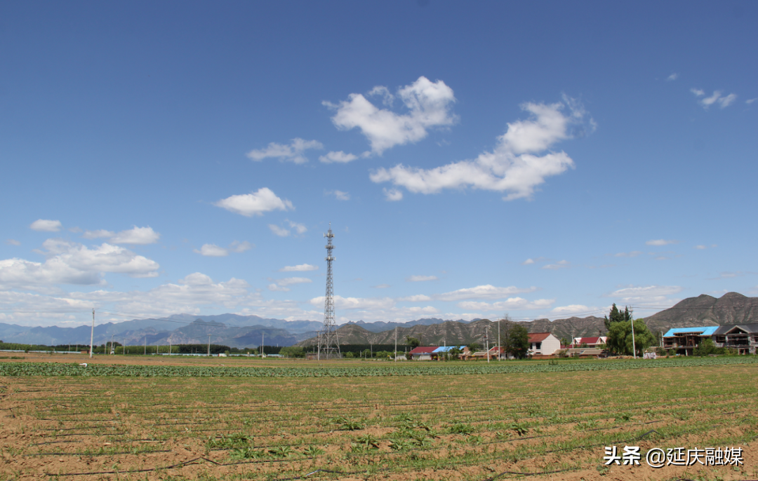 我为群众办实事丨延庆永宁镇发掘蔬菜种植新模式 村民家门口增收笑开颜