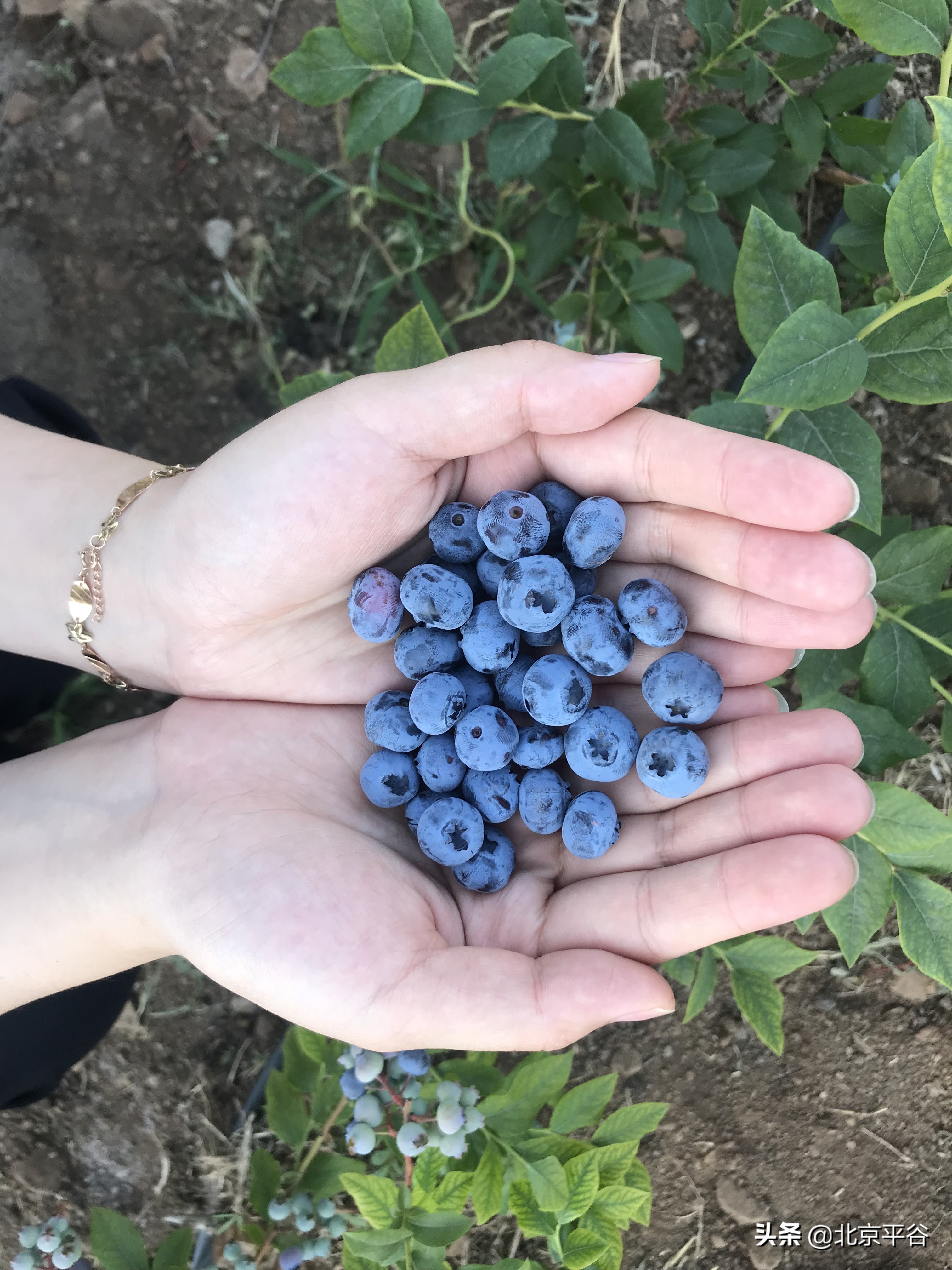 美味“蓝”不住 平谷山东庄镇蓝莓抢鲜上市