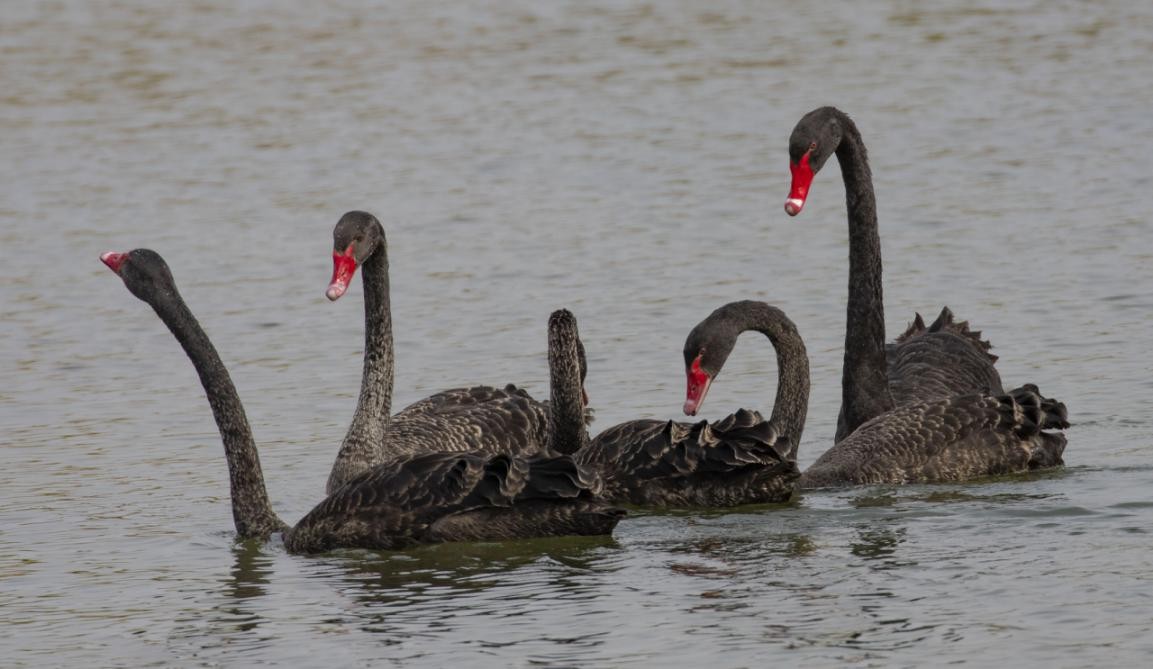 密云区太师屯镇清水河首次引来黑天鹅