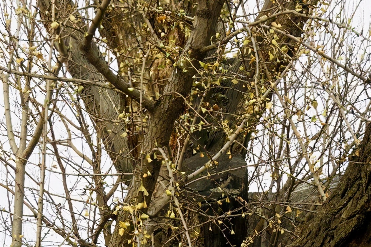 密云区巨各庄镇：千年银杏王 情牵古与今