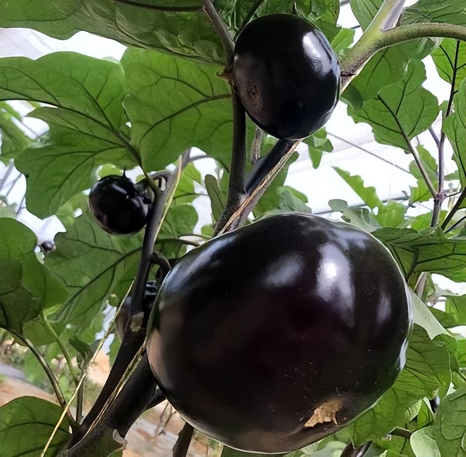 直销！杨镇为果蔬找“路”为百姓解忧