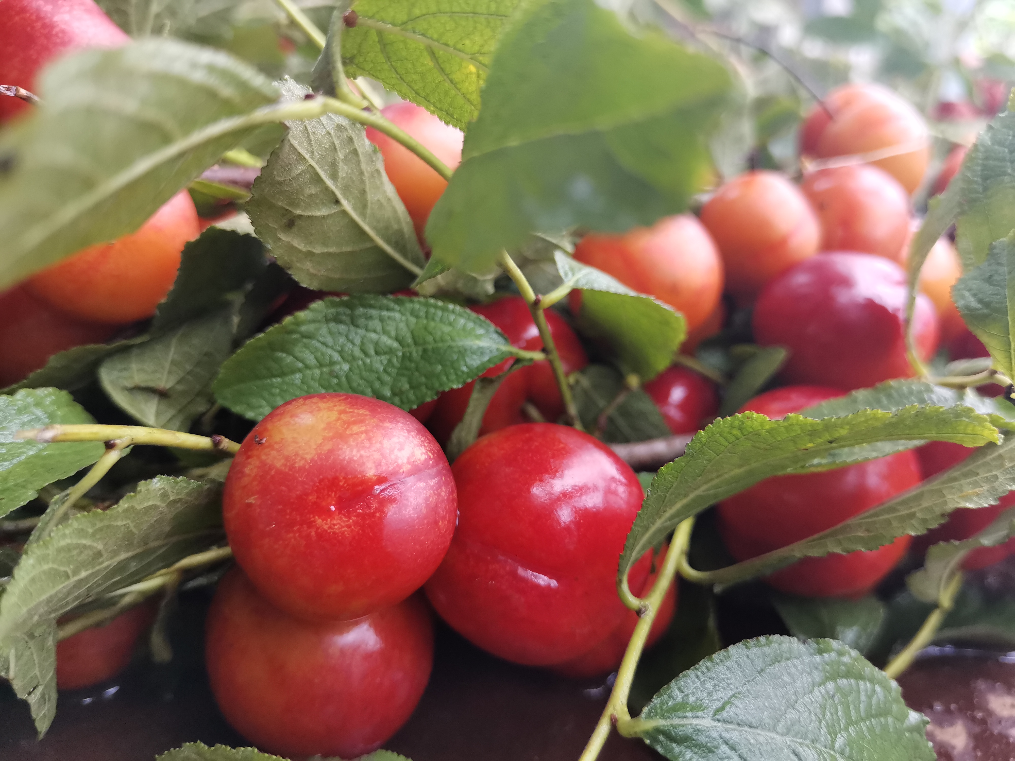 平谷区东高村镇第九届欧李节开幕 高钙欧李采摘正当时