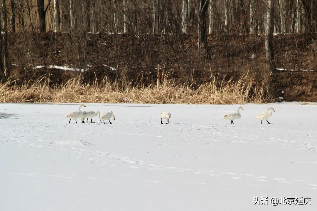 快来围观！延庆金牛湖数只天鹅悠闲嬉戏