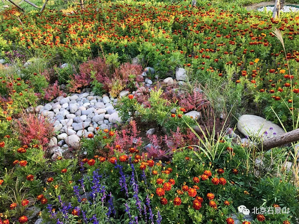 衙门口城市森林公园：京西最大规模的留白增绿片区