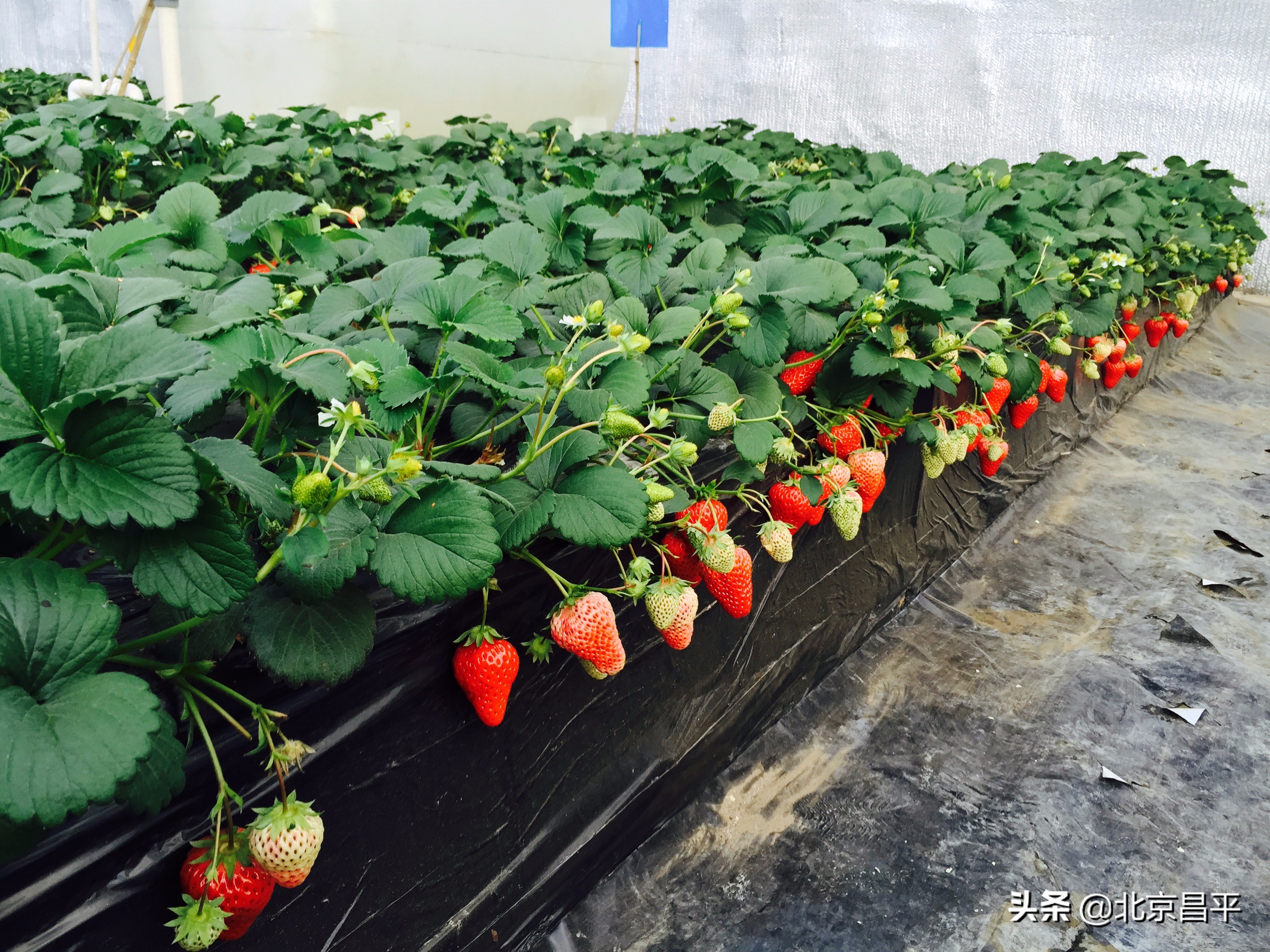 路河创新工作室：勇做农业高质量发展“急先锋”