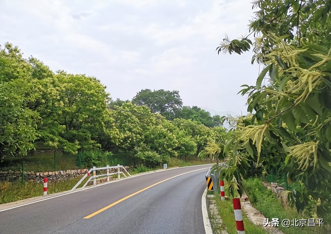 花香景美！昌平区延寿镇万亩板栗花开，香飘四野