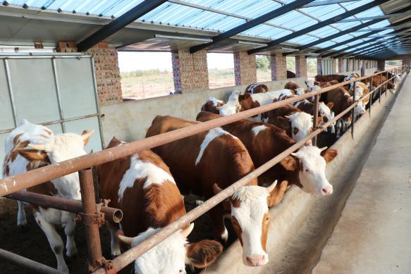 金秋千里送温暖 结对帮扶情更浓：密云区石城镇再赴库伦旗茫汗苏木开展对口帮扶工作