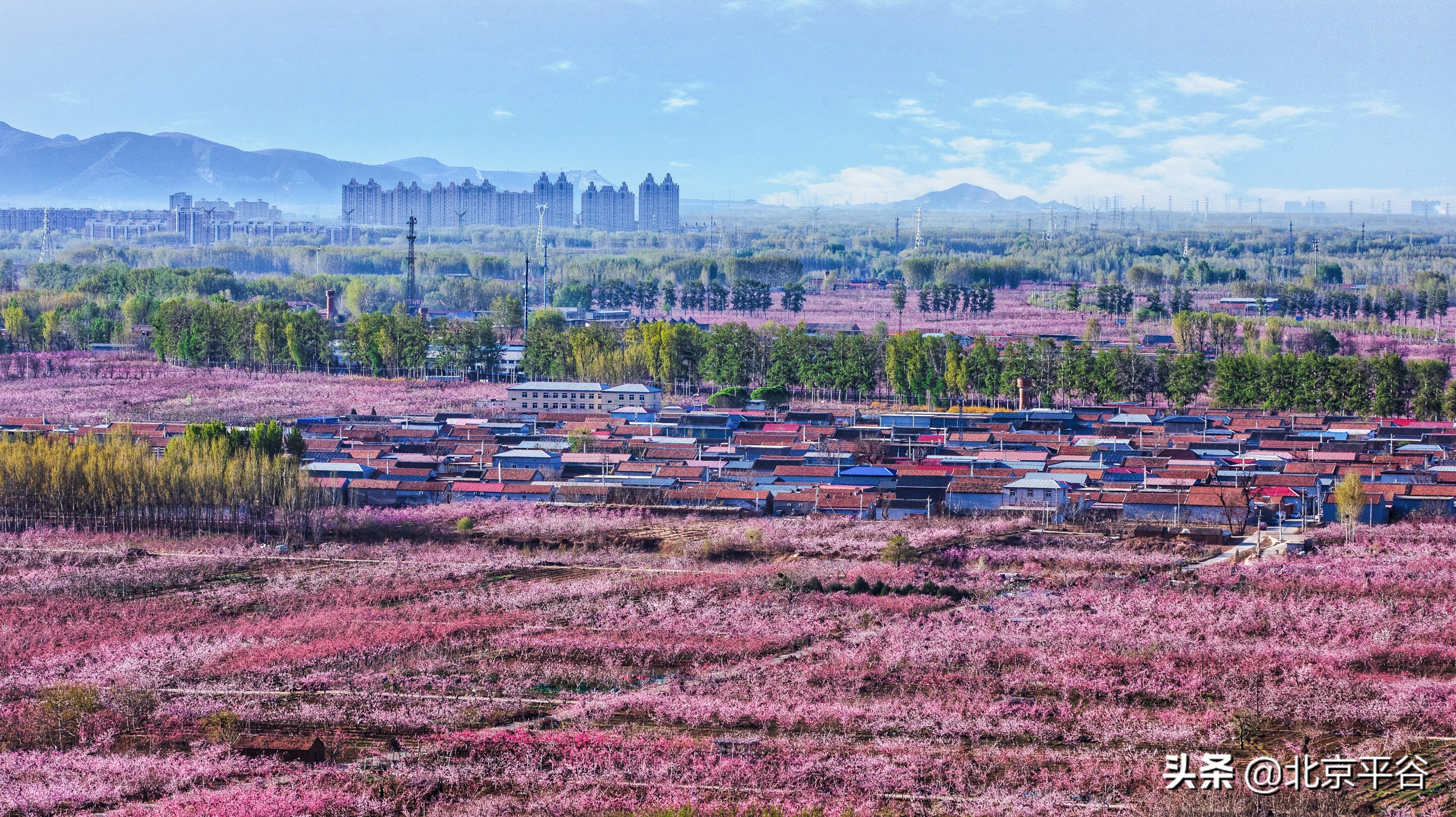 平谷携手阿里巴巴 世界级景观平谷桃花海云上绽放