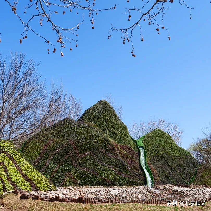 2022年北京郁金香文化节开幕，顺义融媒带您抢先看！