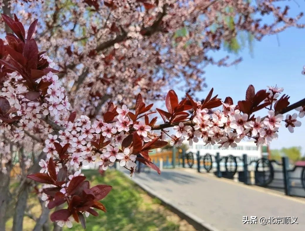 【创城有我】创城画卷，城优景美~