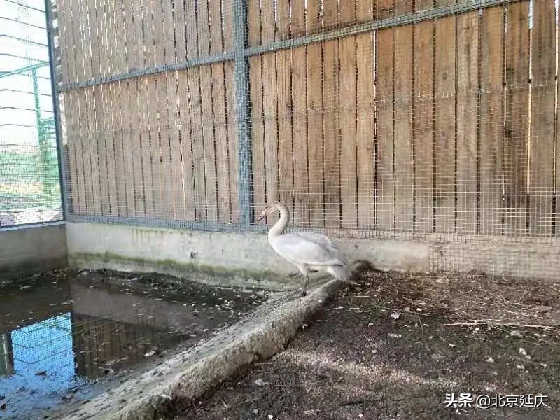 维护和谐共生家园，延庆多方携手救助落单天鹅