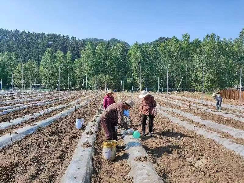 密云区新城子镇土地复耕变良田 助力乡村新发展