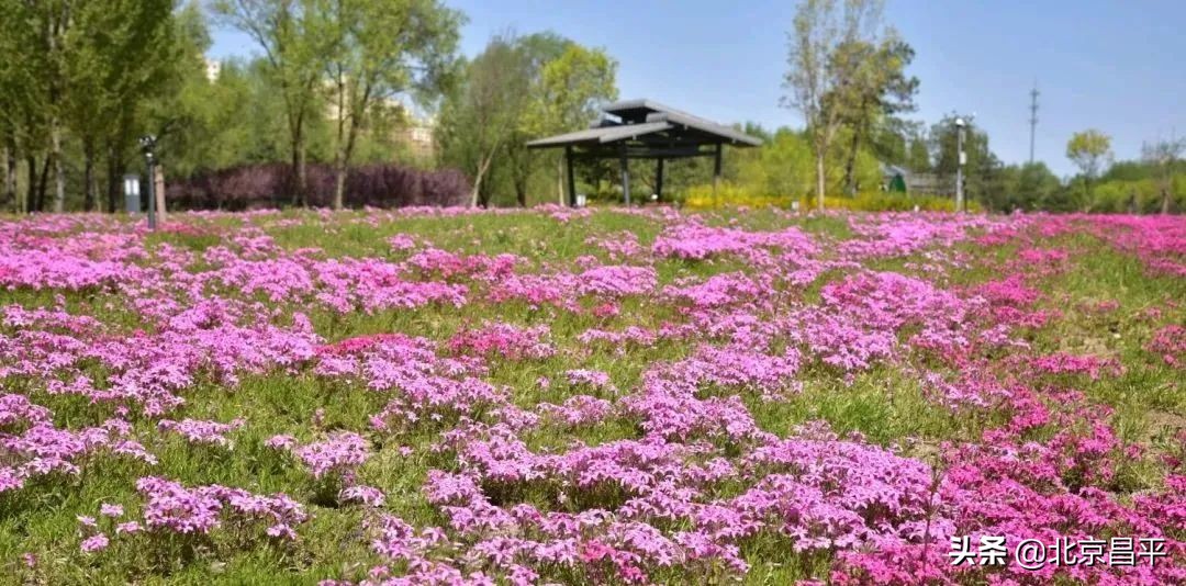 花开正艳！快来昌平这个公园邂逅“粉紫色花海”