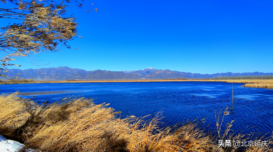 静谧清幽，生机勃勃~最美冬奥城延庆尽显冬日生态之美~