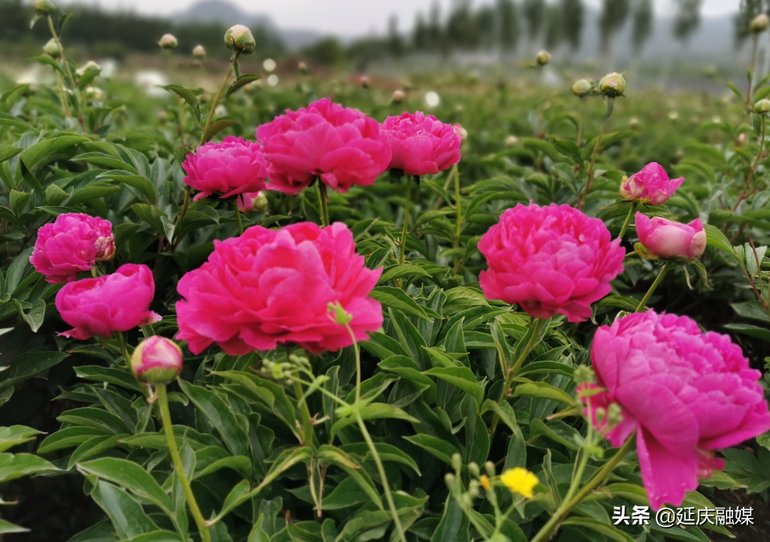 美丽乡村延庆香营乡 芍药花开出致富“新希望”