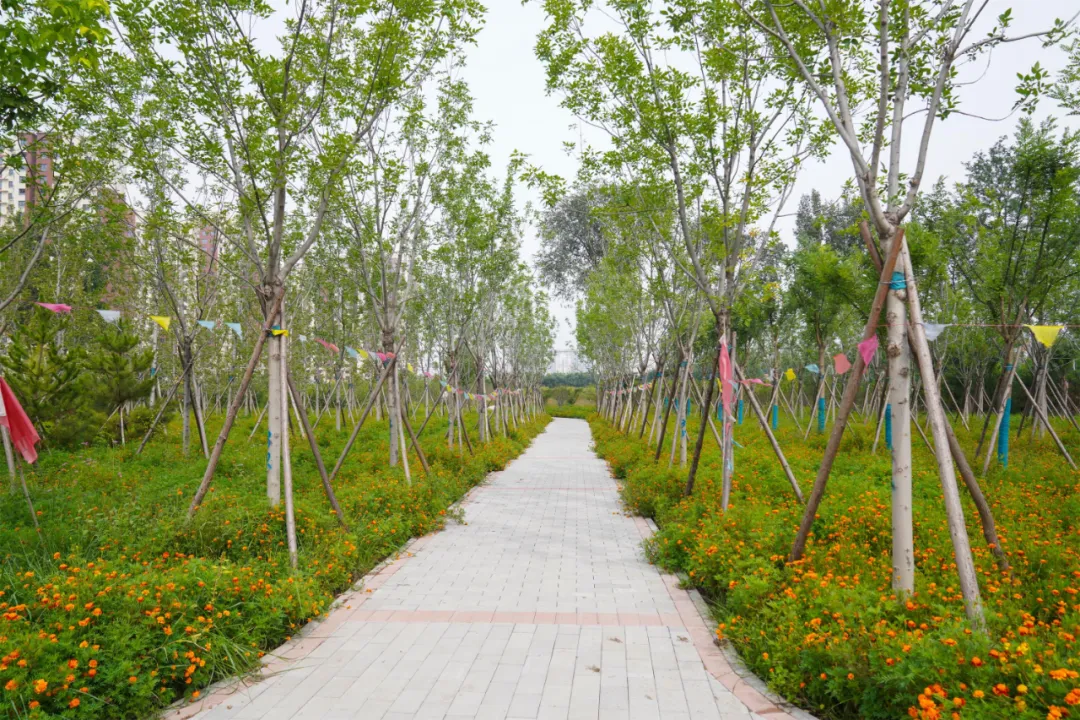 就在明天！衙门口城市森林公园正式开园！又多一个好去处~