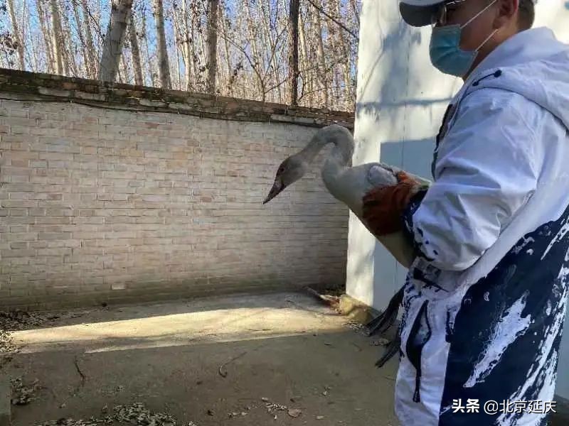 维护和谐共生家园，延庆多方携手救助落单天鹅