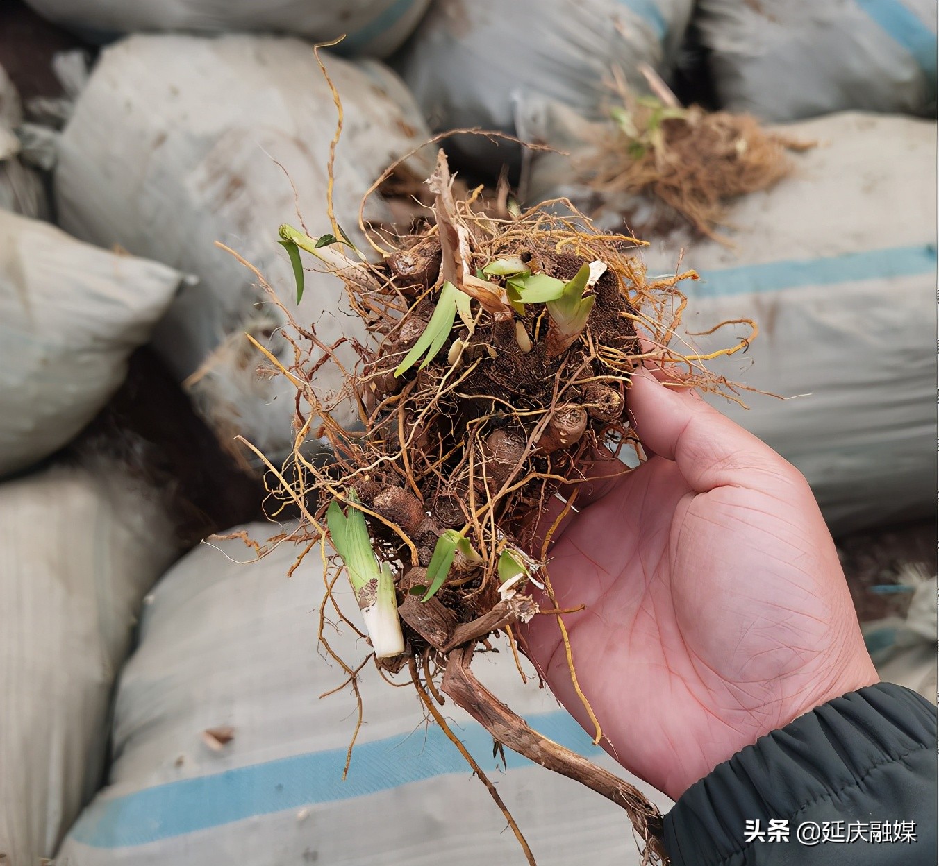 延庆千家店镇山水画廊里的中草药种植，带动村民增收致富