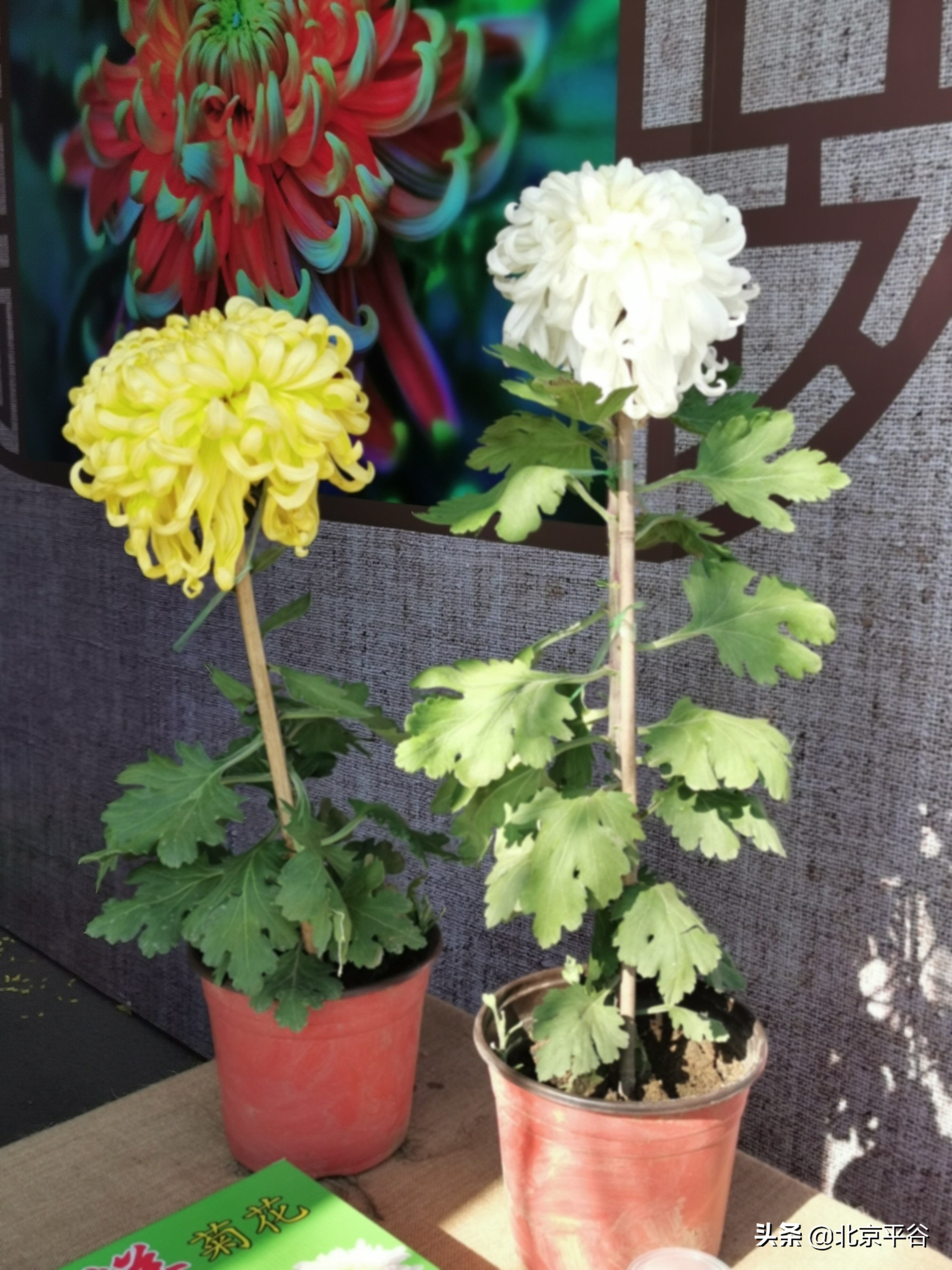 “全新一代食用菊花品种”在平谷区大兴庄镇全国首发