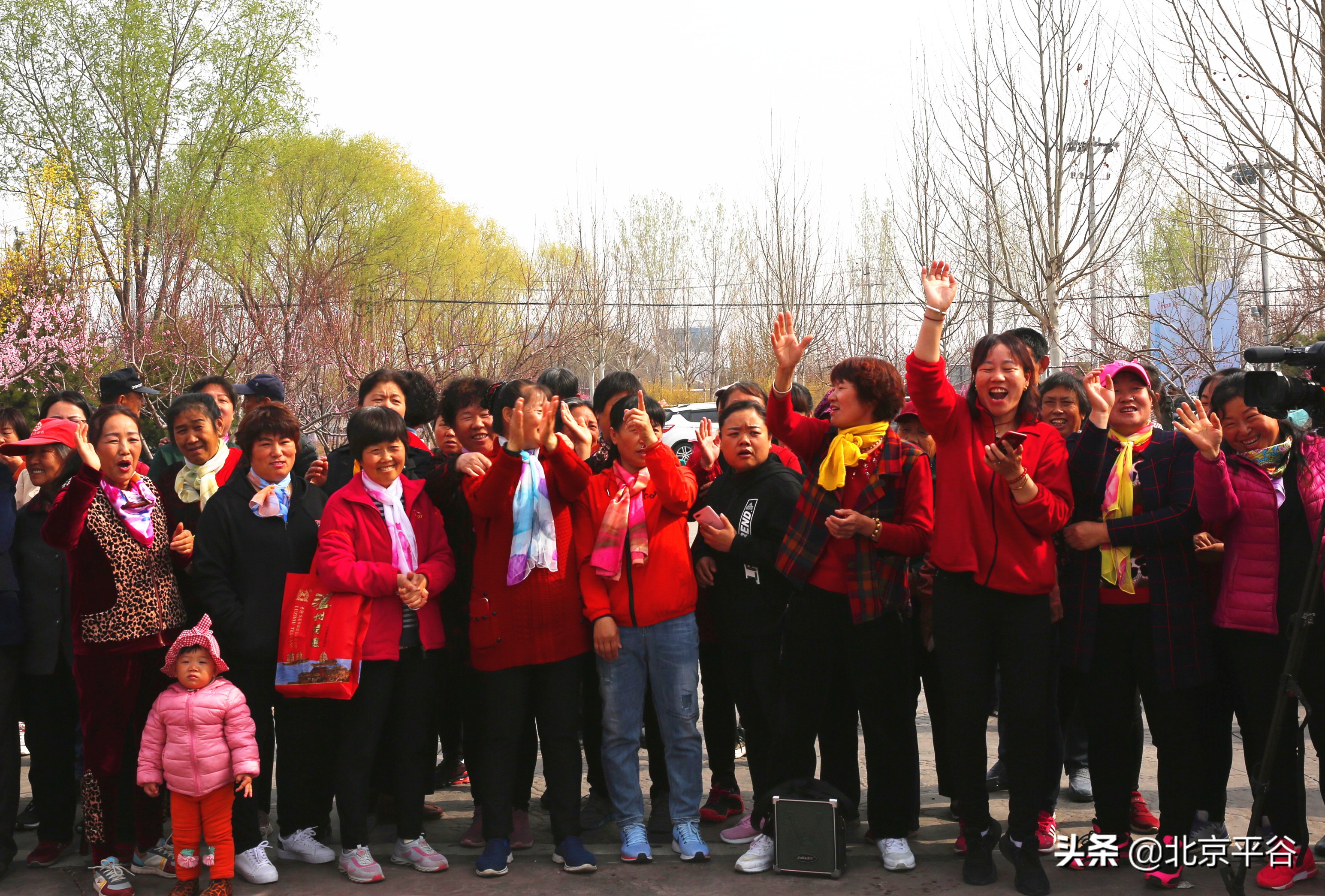 北京平谷夏各庄西红柿熟了，找回30年前老味道