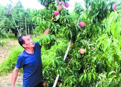 纵有订单滚滚来 平谷桃农偏要“三不摘”