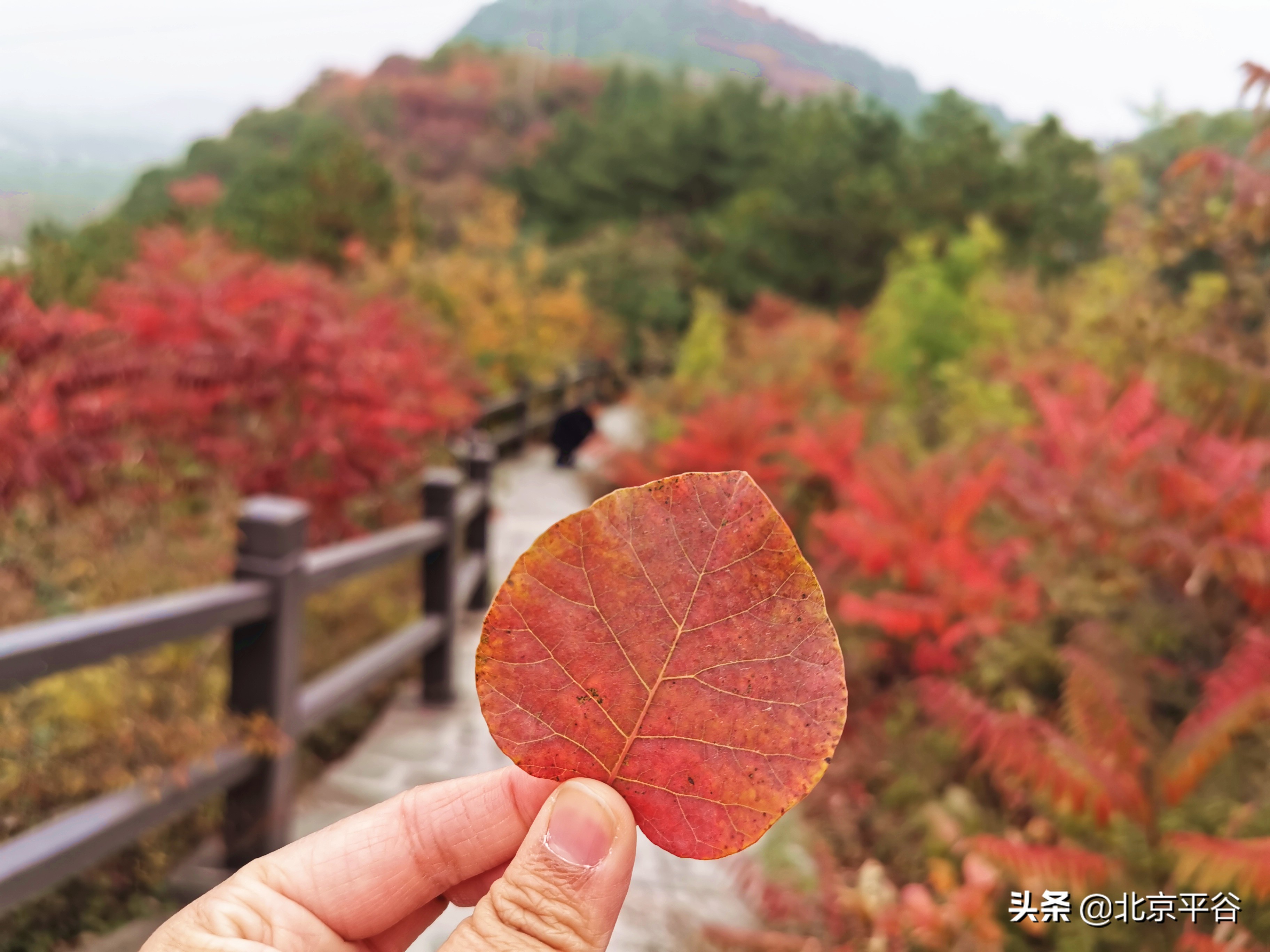 平谷金海湖开启红叶观赏季