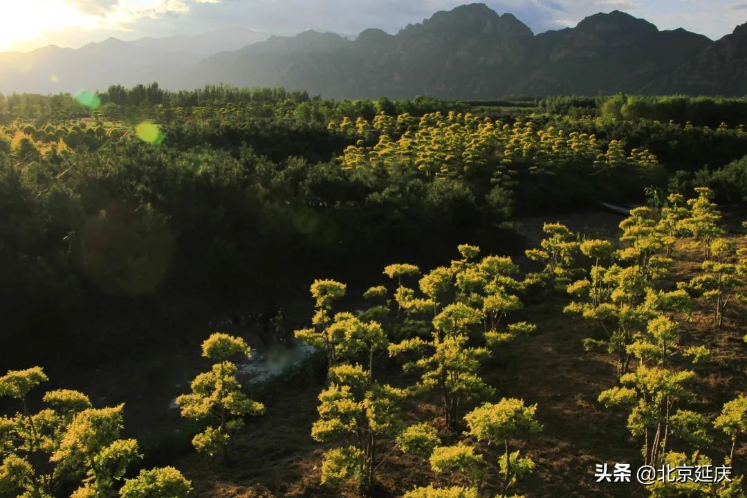 延庆高质量绿色发展见成效，金秋15万亩盛景美不胜收