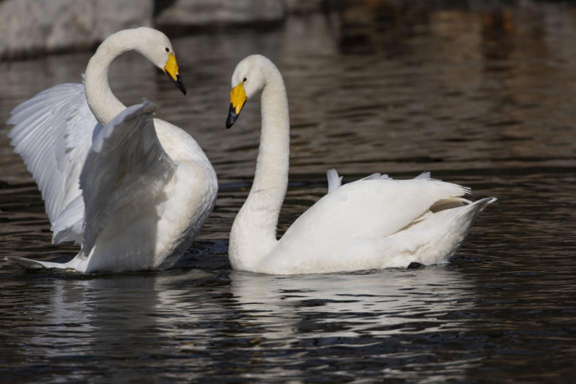 太师屯镇清水河秒变“天鹅湖”，引来众多白天鹅栖息