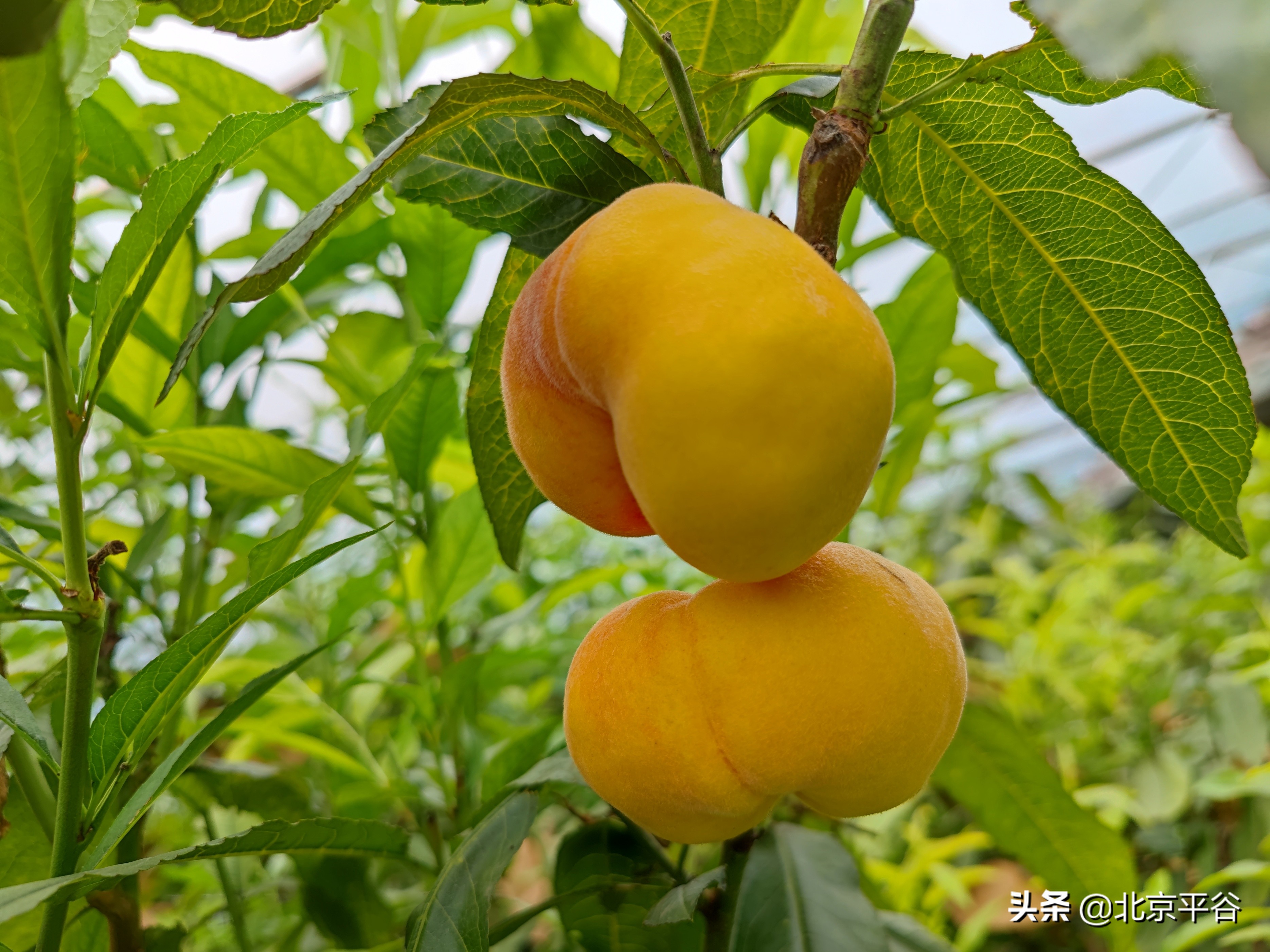 北京平谷：万亩桃花竞绽放 温室大桃俏枝头