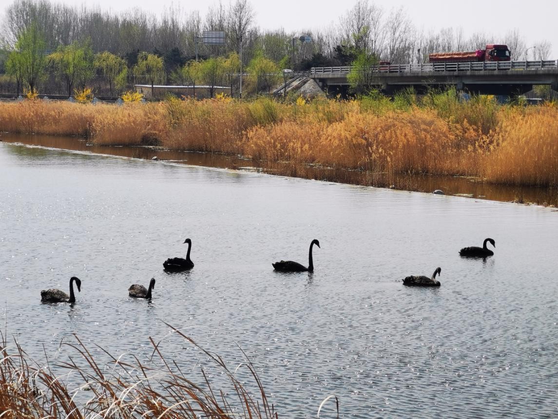 密云区太师屯镇清水河首次引来黑天鹅