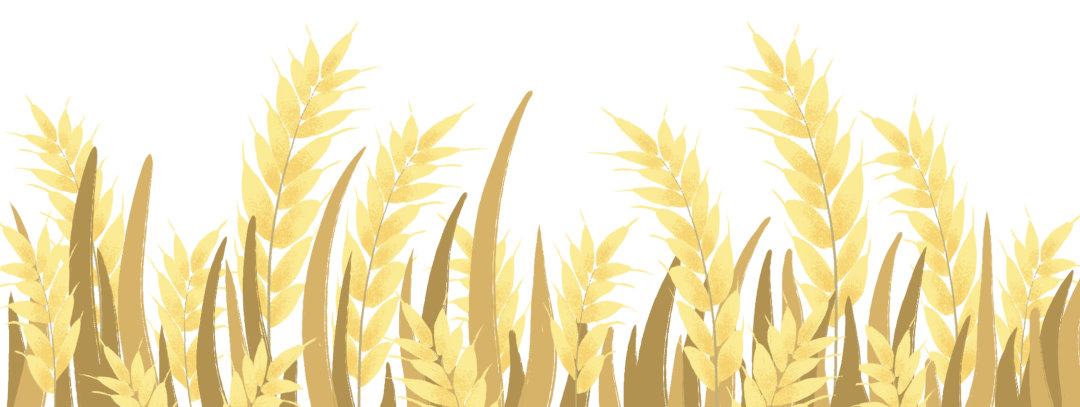 顺义区12万亩麦田即将开镰收割