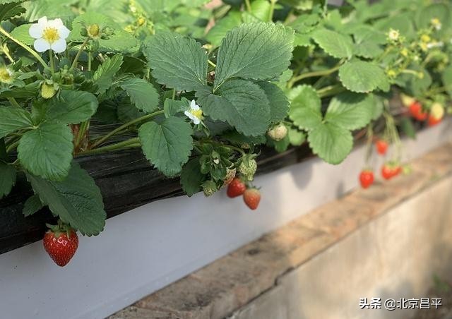 涨知识！农产品中的“三品一标”到底是什么？