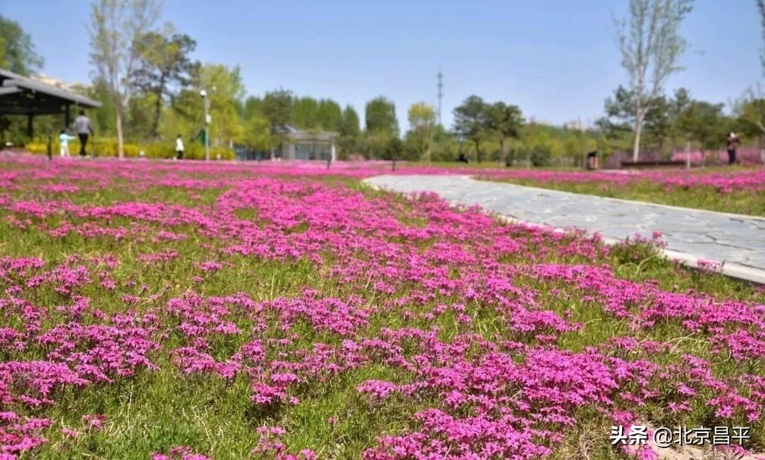 花开正艳！快来昌平这个公园邂逅“粉紫色花海”