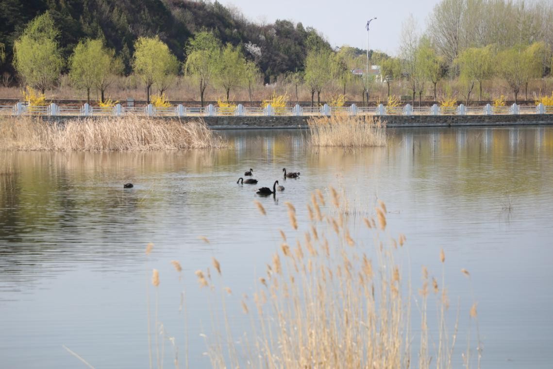 密云区太师屯镇清水河首次引来黑天鹅
