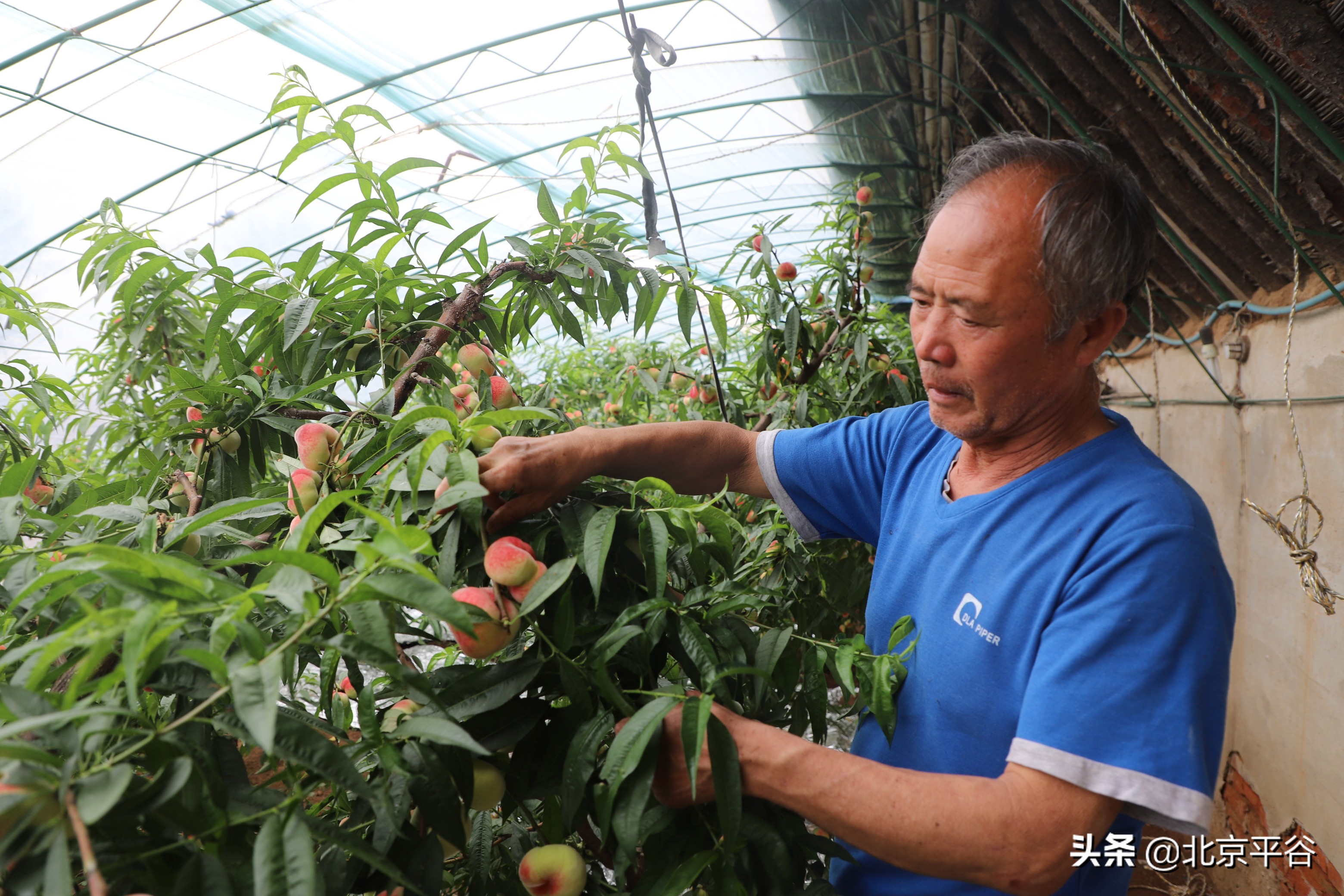 北京平谷：万亩桃花竞绽放 温室大桃俏枝头