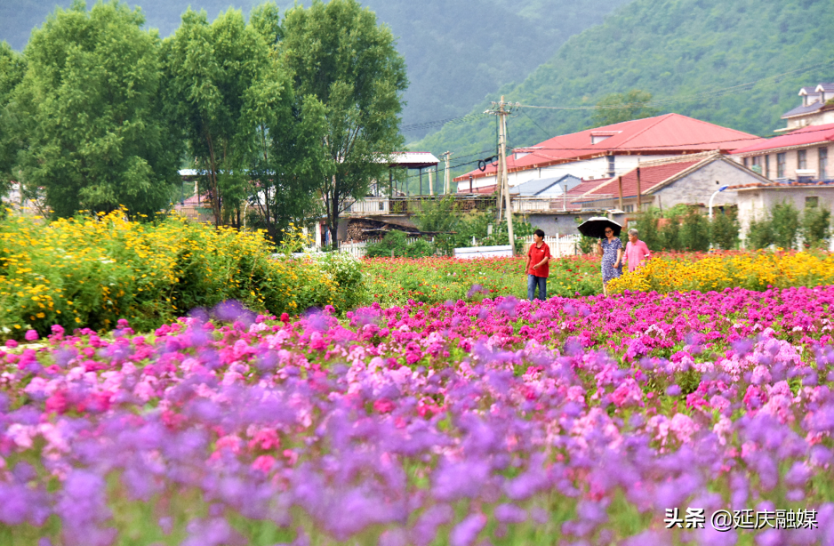 万万没想到！延庆的花海如此锦绣斑斓，简直美醉~