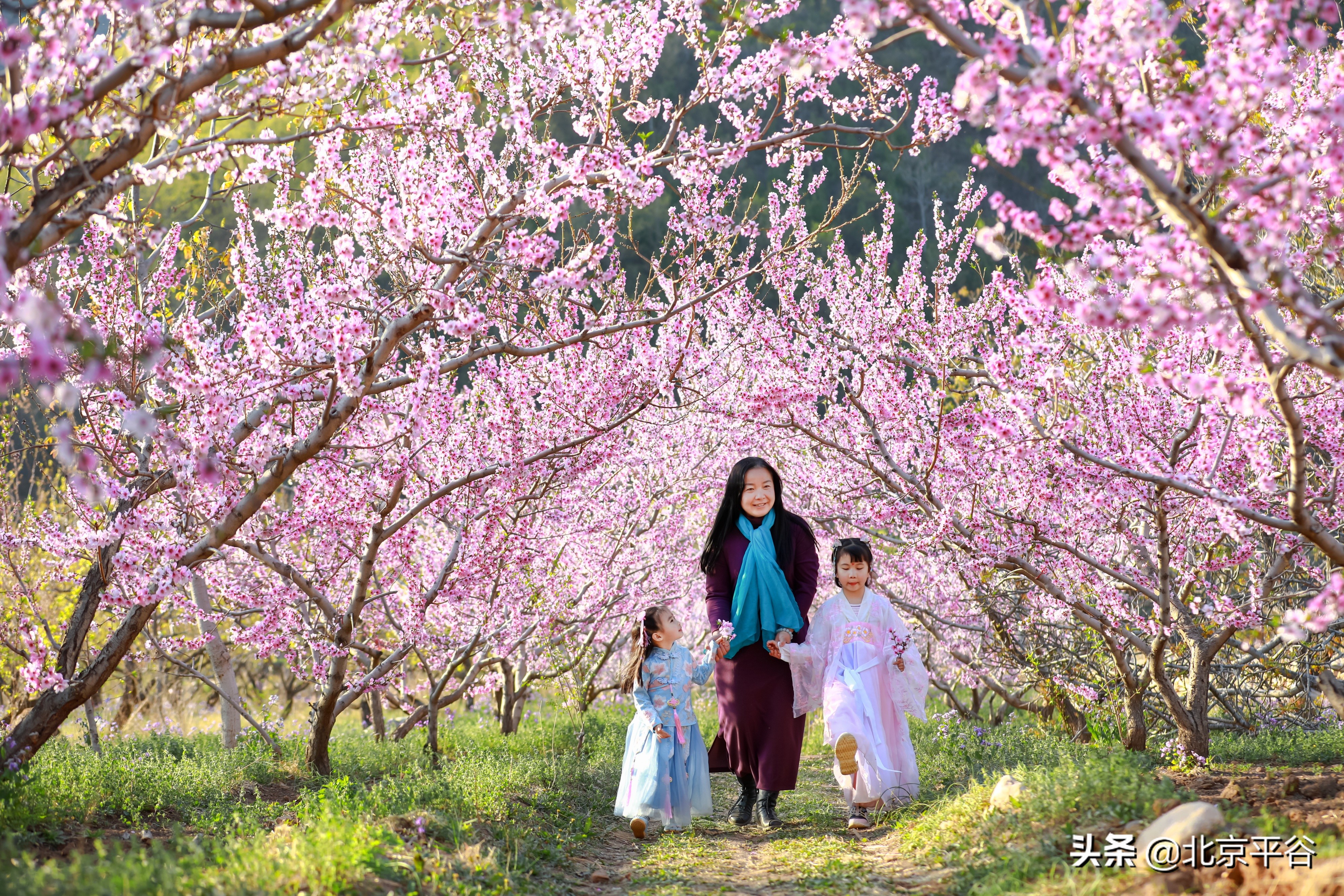 平谷携手阿里巴巴 世界级景观平谷桃花海云上绽放