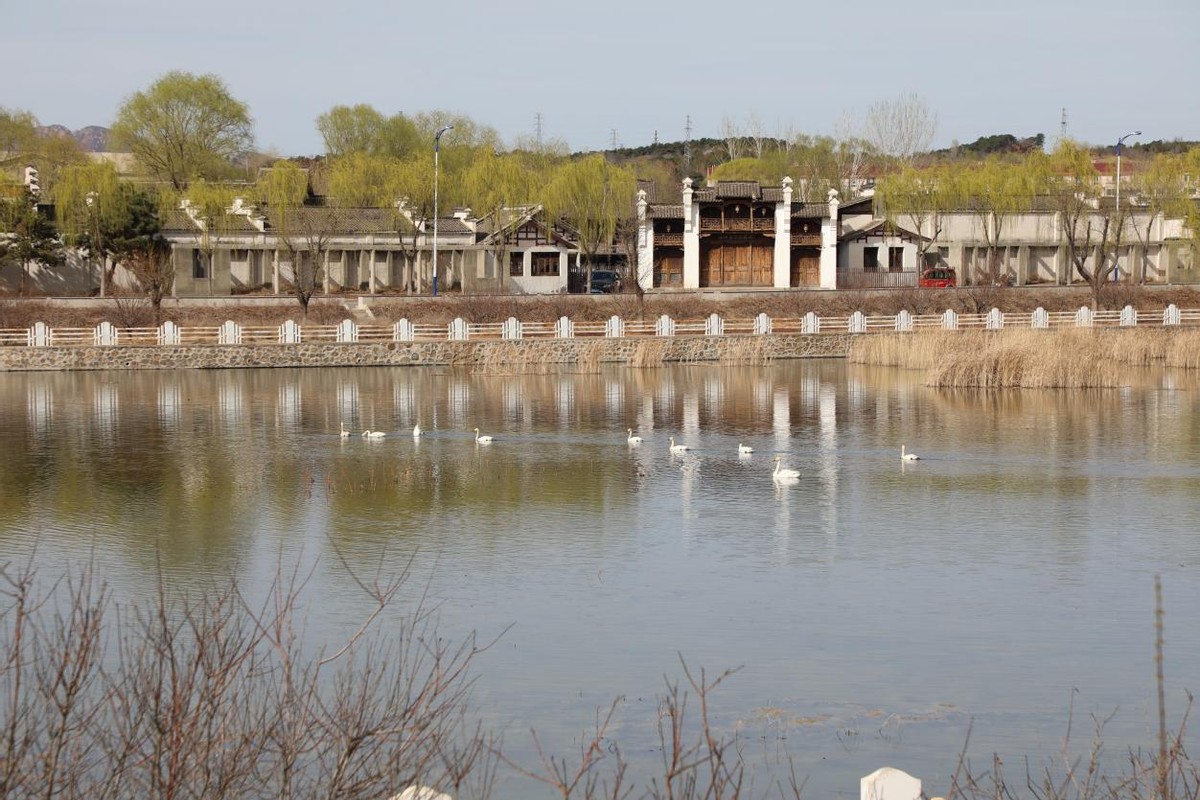 太师屯镇清水河秒变“天鹅湖”，引来众多白天鹅栖息