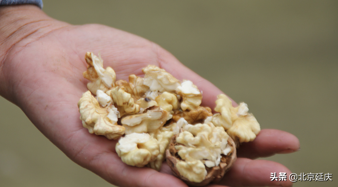 延庆金秋遍地香 庄科核桃丰收忙