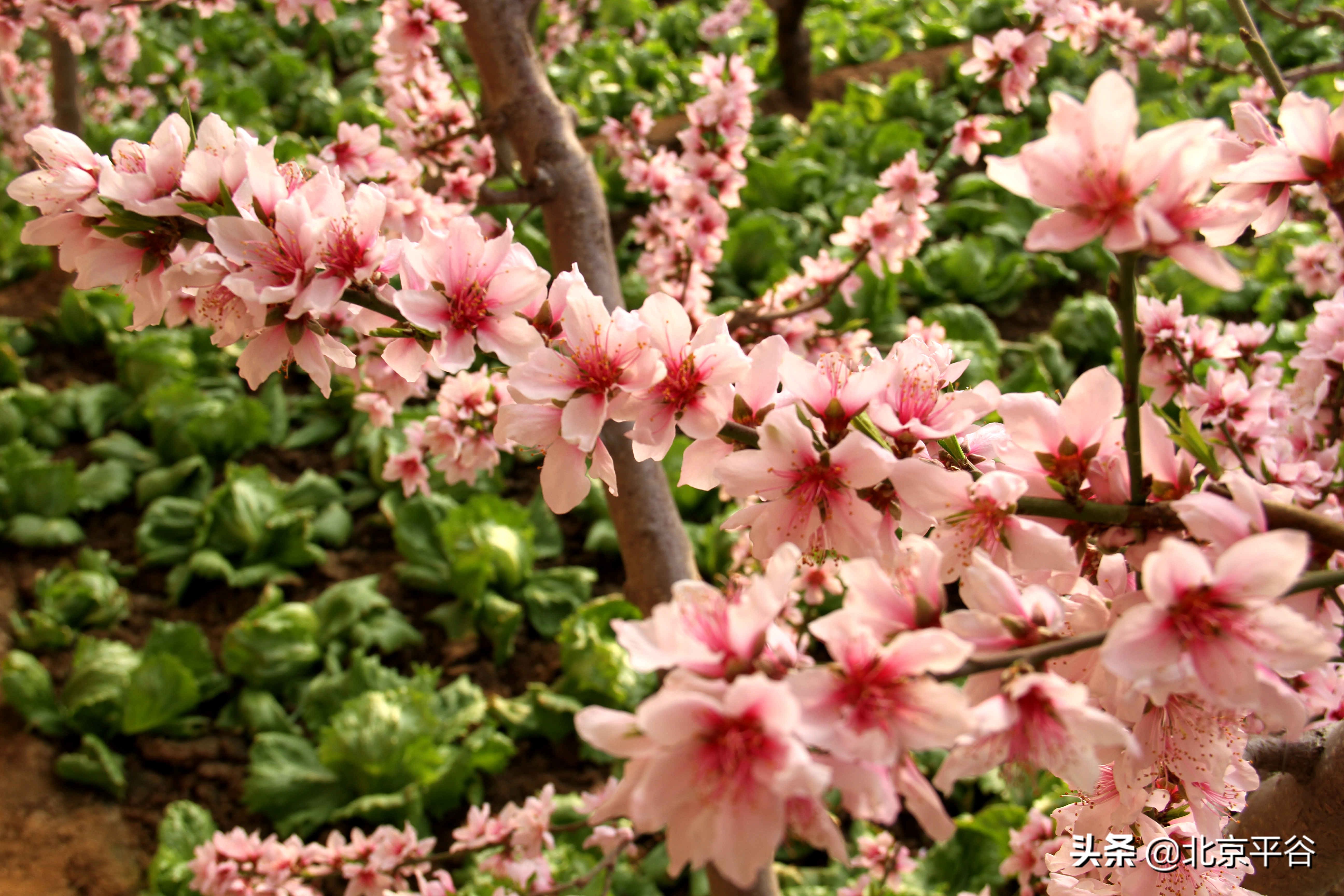 平谷温室桃花朵朵开 竞相绽放春意浓