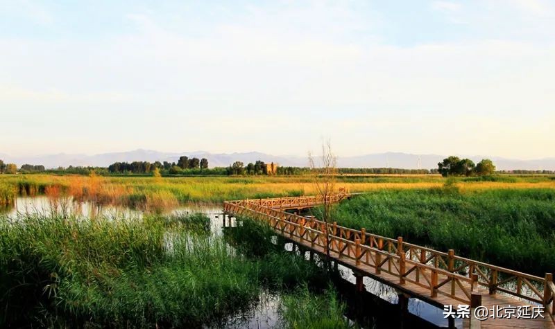 生态之美尽显眼前 国庆假期延庆野鸭湖旅游秩序井然