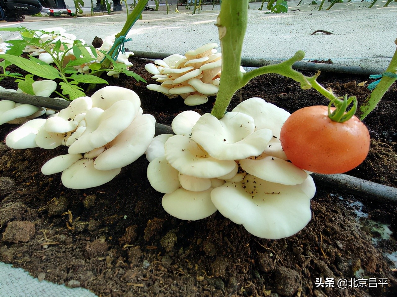 番茄套种小白玉菇！今年，市民来昌平采摘有了新选择