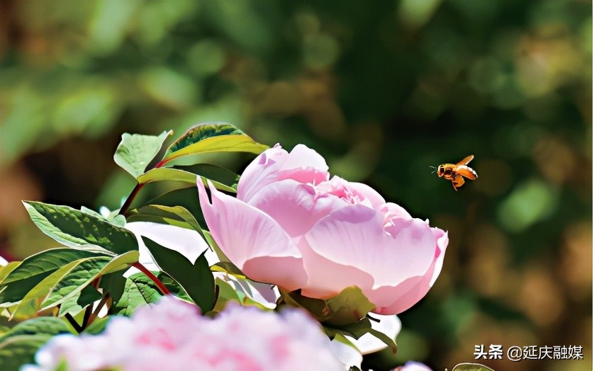 给你美艳暴击，延庆妫州牡丹园牡丹盛放！