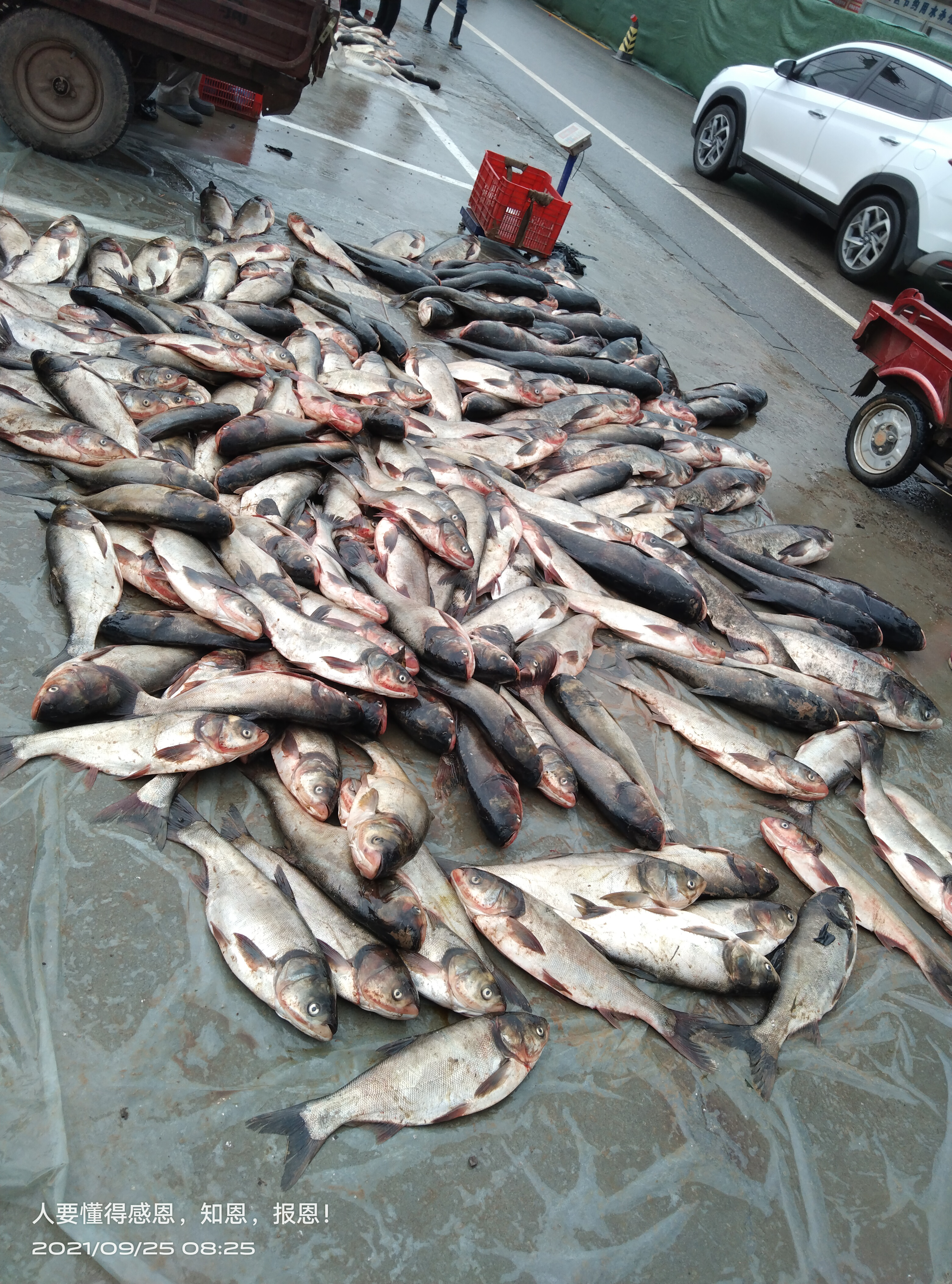 不老屯镇“鱼跃人乐” 迎来“开渔季”