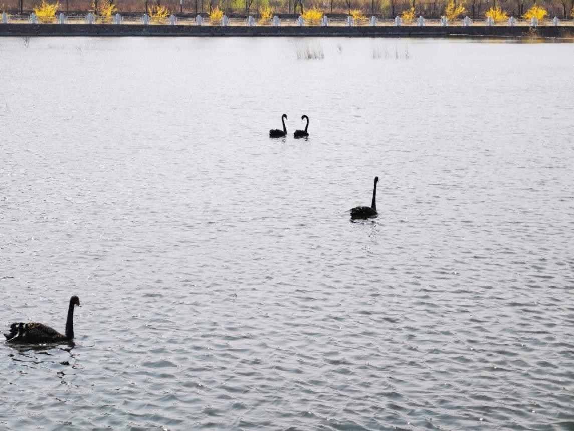 密云区太师屯镇清水河首次引来黑天鹅