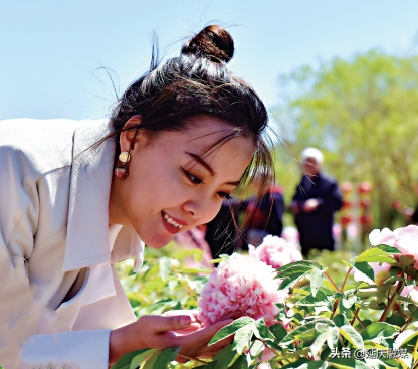 给你美艳暴击，延庆妫州牡丹园牡丹盛放！